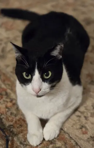 Felix