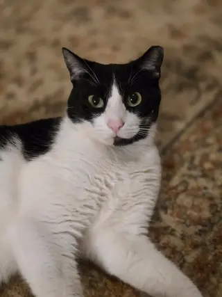 Felix
