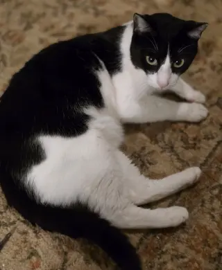 Felix
