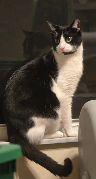 Felix