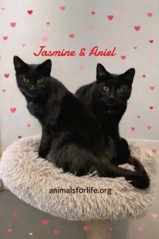 Ariel & Jasmine