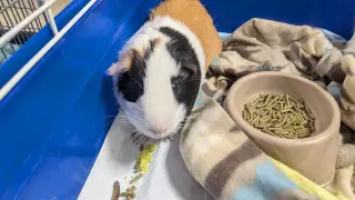Speedy and Fluffy