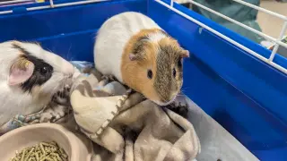 Speedy and Fluffy