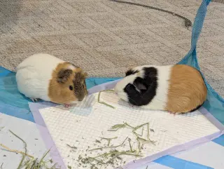 Speedy and Fluffy