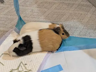 Speedy and Fluffy