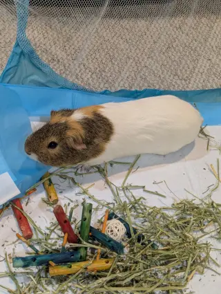 Speedy and Fluffy
