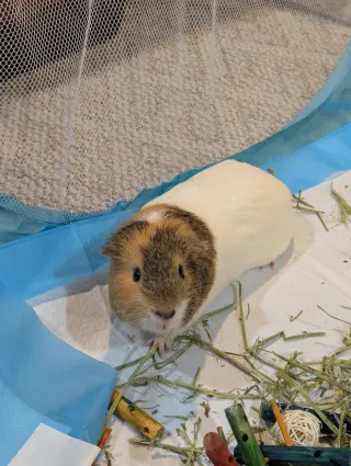 Speedy and Fluffy