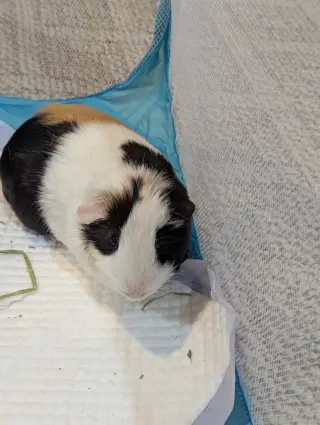 Speedy and Fluffy