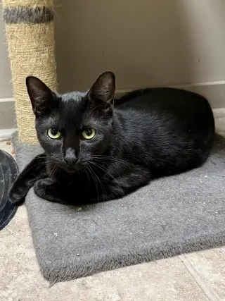 CAT - Alice