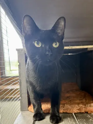 CAT - Alice