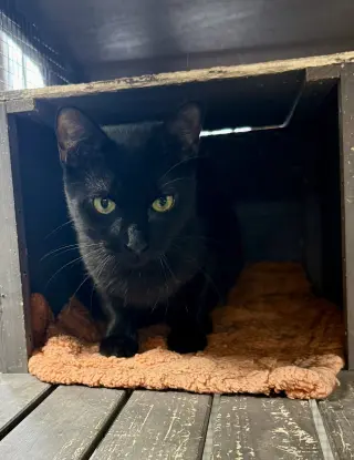 CAT - Alice