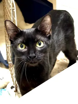 CAT - Alice