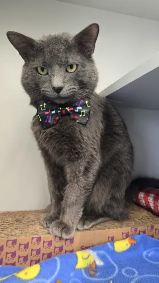 Boris