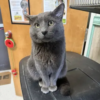 Boris