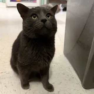 Boris