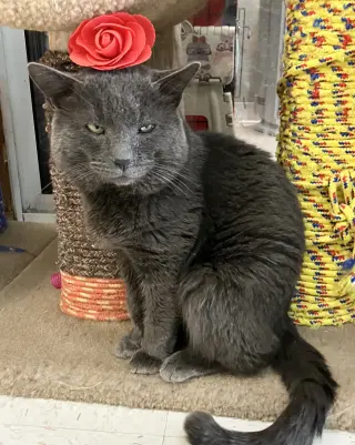 Boris