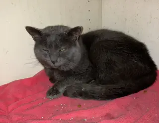 Boris