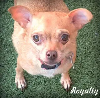 Royalty