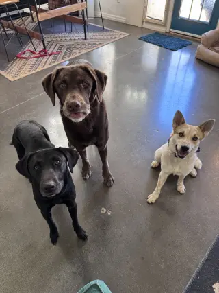 Mollywobbles