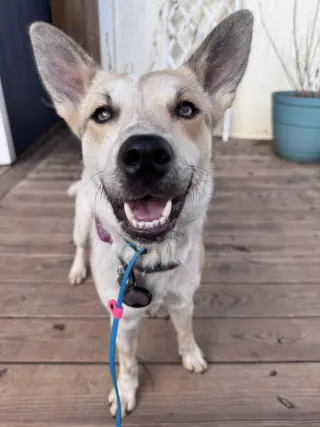 Mollywobbles