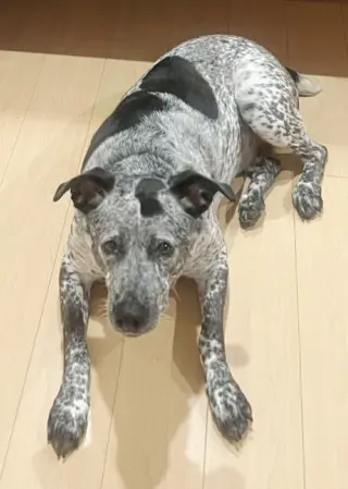 Maya