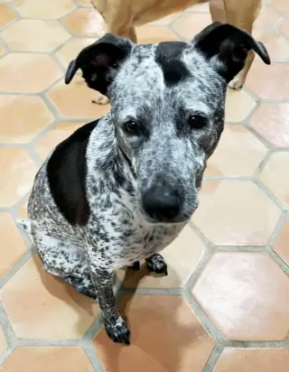 Maya