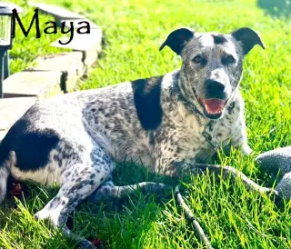 Maya