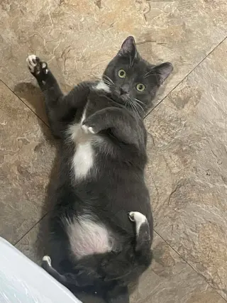Manitas
