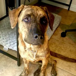 Savannah