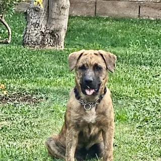 Savannah