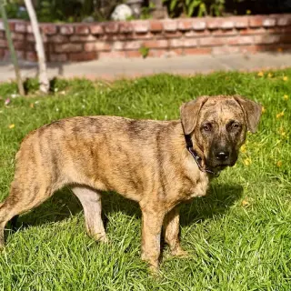 Savannah