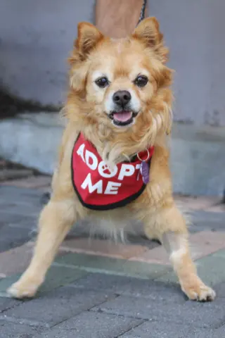 Darling Dexter