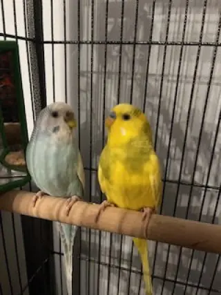 Arie & Blue