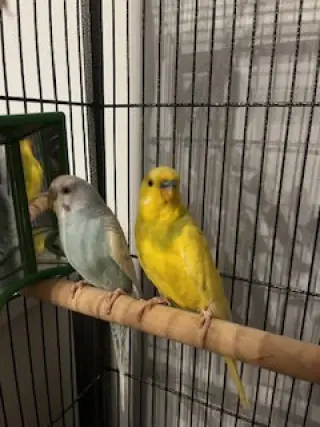 Arie & Blue