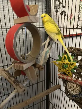 Arie & Blue