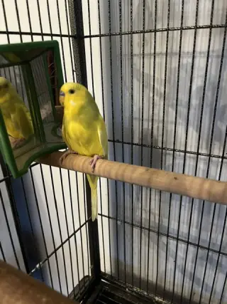 Arie & Blue