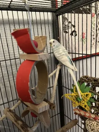Arie & Blue
