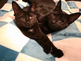 C308 Litter Maureen❤️ (bonded to Muncy)