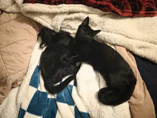 C308 Litter Muncy❤️ (bonded to Maureen)