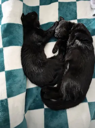 C308 Litter Muncy❤️ (bonded to Maureen)
