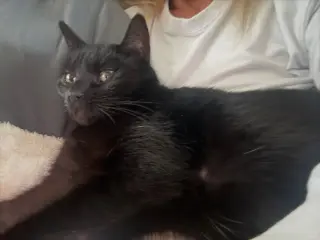 Baby
