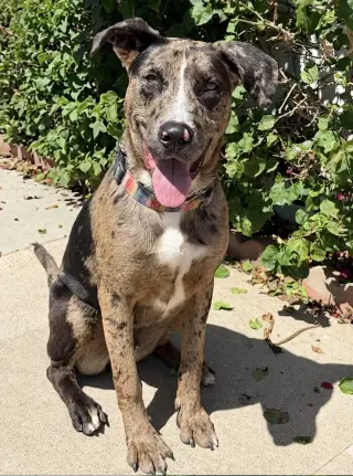 Sully -courtesy