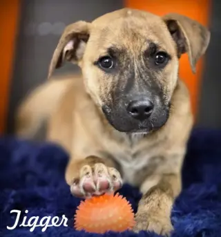 Tigger