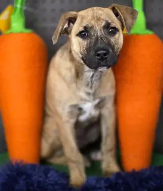 Tigger