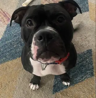 Violet
