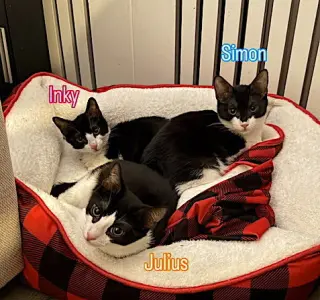 Julius