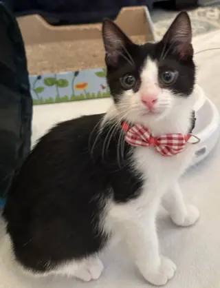Julius
