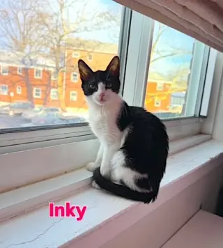 Inky