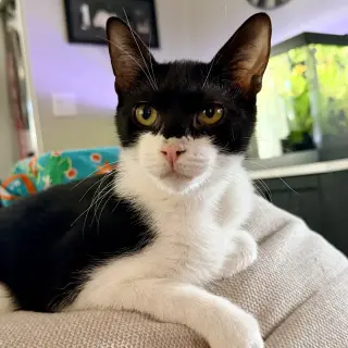 Simon