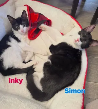 Simon